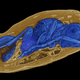 An X-ray image shows a concealed parasitic wasp inside mineralized, or fossilized, fly pupae. This particular specimen is about 30-40 million years old.